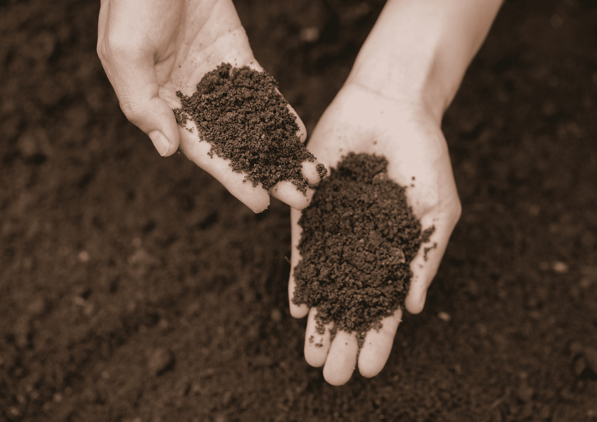 Soil health improvement from biochar application